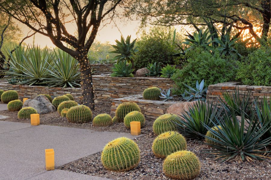 Xeriscaping example