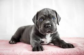 How to Choose a Cane Corso Puppy to Join Your Family